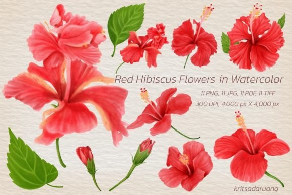 Download Watercolor Red Hibiscus Flowers - Premium Bundle