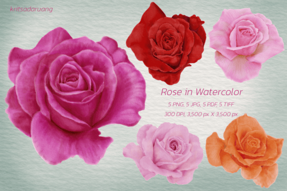 Download Watercolor Roses - Premium Resources